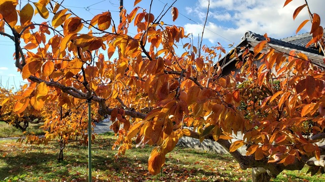 20201121_091810.jpg